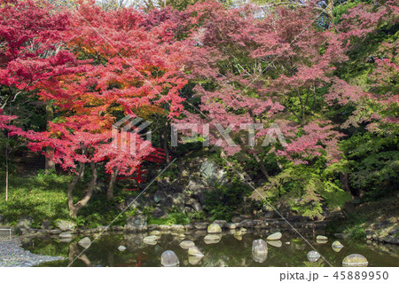 紅葉の季節 小石川後楽園 紅葉の季節 小石川後楽園 45889950