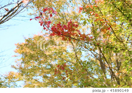 トウカエデ紅葉 45890149
