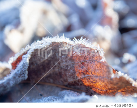 凍りついた落ち葉　寒い　冬の朝　イメージ 45890407