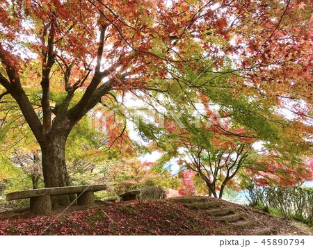 丹沢湖の紅葉 丹沢湖の紅葉 45890794