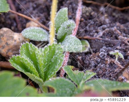 霜が付いた草　植物　寒い　冬の朝 45891229