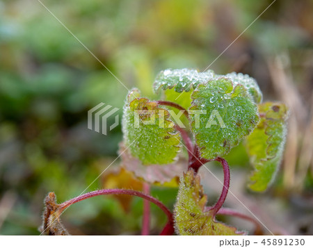 霜が付いた草 植物 寒い 冬の朝 霜が付いた草 植物 寒い 冬の朝 45891230