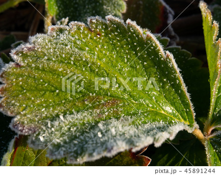 霜が付いた草 植物 寒い 冬の朝 霜が付いた草 植物 寒い 冬の朝 45891244
