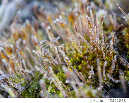 霜が付いた草 植物 寒い 冬の朝 霜が付いた草 植物 寒い 冬の朝 45891248