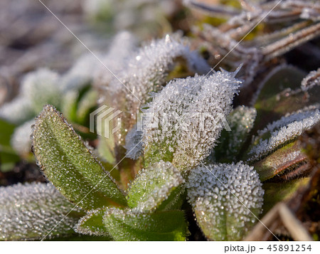 霜が付いた草　植物　寒い　冬の朝 45891254