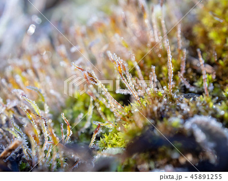 霜が付いた草　植物　寒い　冬の朝 45891255