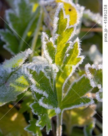 霜が付いた草　植物　寒い　冬の朝 45891258