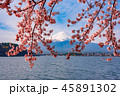 富士山 河口湖の桜② 45891302