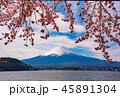 富士山 河口湖の桜④ 45891304