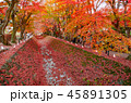富士河口湖の紅葉街道 45891305