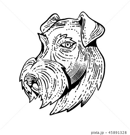 Airedale Terrier Head Etching Black and White 45891328