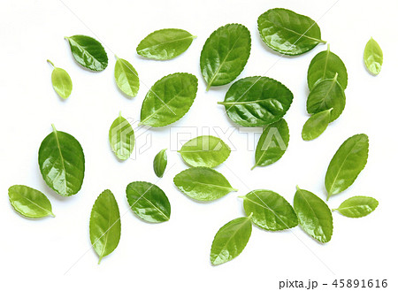 葉 緑 緑色 45891616