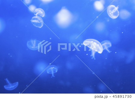 クラゲ クラゲ 45891730