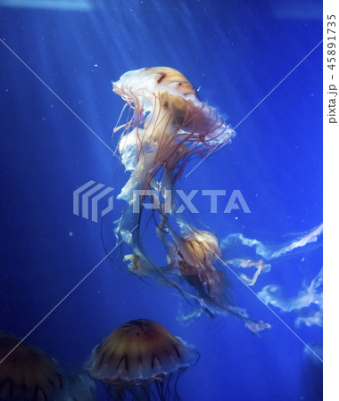クラゲ クラゲ 45891735