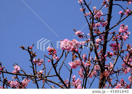河津桜 45891840