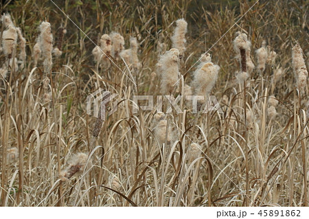 自然 植物 ガマ、冬枯れの河原でフカフカの穂綿が目立ちます 自然 植物 ガマ、冬枯れの河原でフカフカの穂綿が目立ちます 45891862