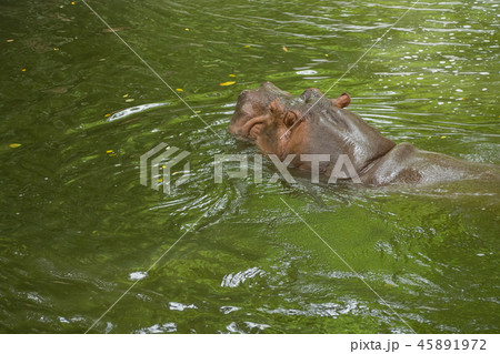 Hippopotamus in the water Hippopotamus in the water 45891972