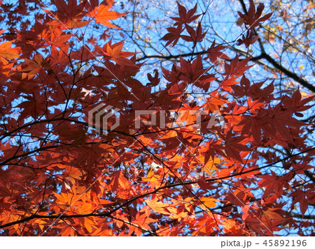 気分が盛り上がる♪ ~秋の訪れ、紅葉真っ盛り~ 気分が盛り上がる♪ ~秋の訪れ、紅葉真っ盛り~ 45892196