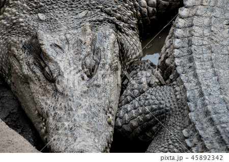 Crocodile hunter sleeping on land. Crocodile hunter sleeping on land. 45892342