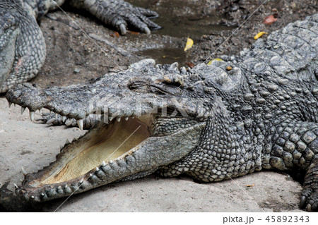 Crocodile hunter sleeping on land. Crocodile hunter sleeping on land. 45892343