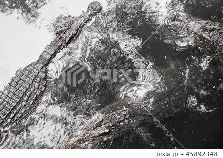 Crocodile floating in the water. Crocodile floating in the water. 45892348