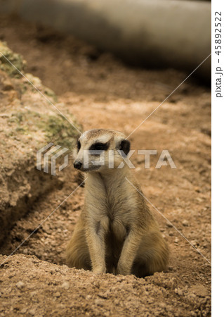 Meerkat sitting on the sand 45892522
