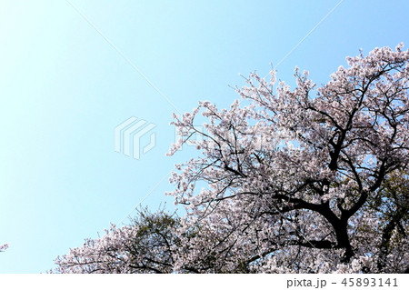 春の印象 45893141