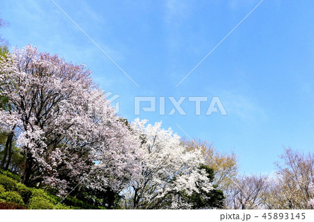 春の印象 春の印象 45893145