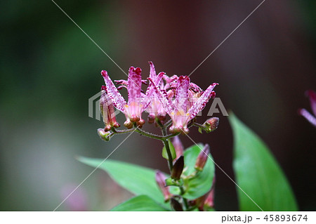 ホトトギスの花(秋の花)(埼玉県飯能市で10月に撮影) ホトトギスの花(秋の花)(埼玉県飯能市で10月に撮影) 45893674