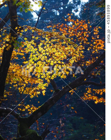 紅葉（秋のイメージ） 45893899