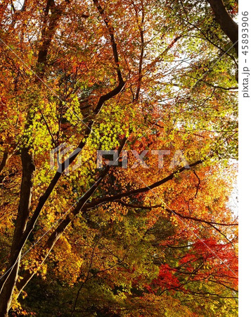 紅葉（秋のイメージ） 45893906