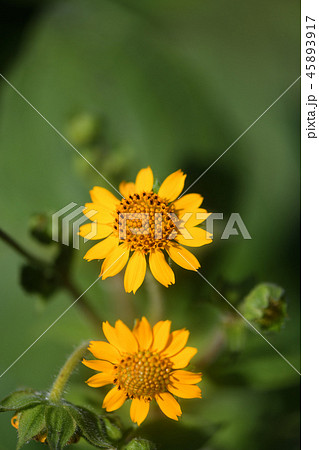 ヤーコンの花 ヤーコンの花 45893917