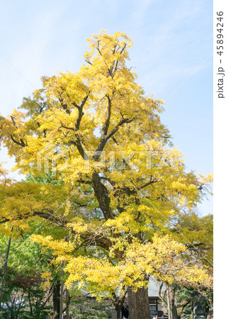 東京都　世田谷区　九品仏浄真寺　本堂の紅葉 45894246