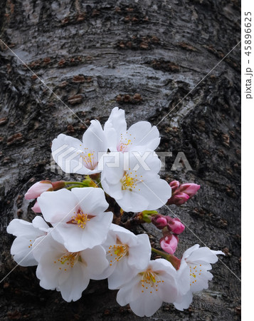 春爛漫の胴吹き桜 ソメイヨシノ 春爛漫の胴吹き桜 ソメイヨシノ 45896625