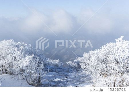 雲海 古木 太白山 45896798