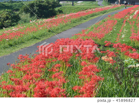 川沿いの彼岸花 45896827