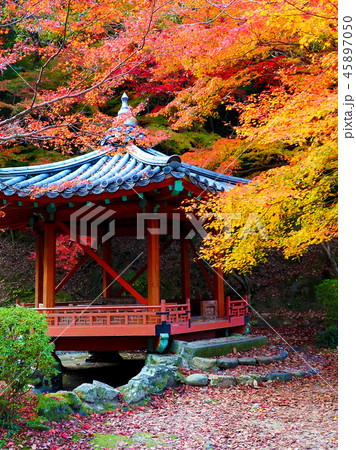 紅葉谷公園(山口県:岩国) 紅葉谷公園(山口県:岩国) 45897050