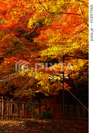 紅葉谷公園(山口県:岩国) 紅葉谷公園(山口県:岩国) 45897066