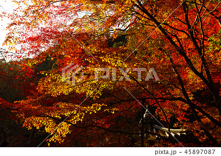 紅葉谷公園(山口県:岩国) 紅葉谷公園(山口県:岩国) 45897087