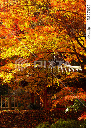 紅葉谷公園（山口県：岩国） 45897092