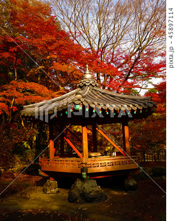 紅葉谷公園(山口県:岩国) 紅葉谷公園(山口県:岩国) 45897114