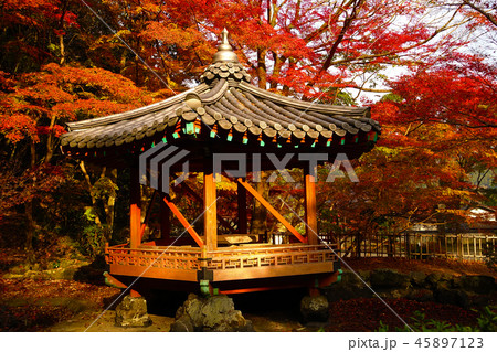 紅葉谷公園(山口県:岩国) 紅葉谷公園(山口県:岩国) 45897123