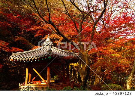 紅葉谷公園（山口県：岩国） 45897128