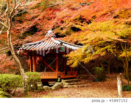 紅葉谷公園(山口県:岩国) 紅葉谷公園(山口県:岩国) 45897152