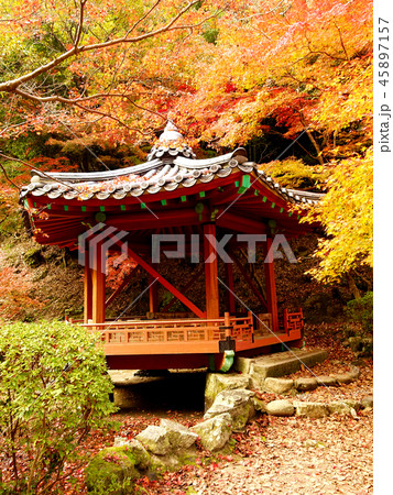 紅葉谷公園(山口県:岩国) 紅葉谷公園(山口県:岩国) 45897157