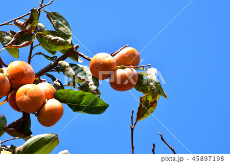 柿　次郎柿　富有柿 45897198