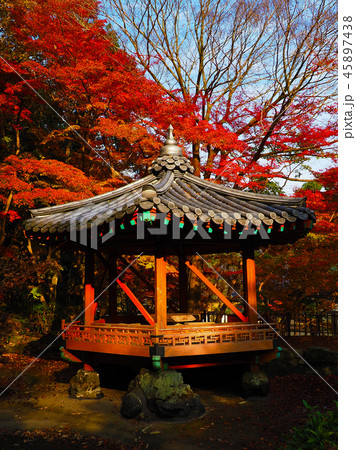 紅葉谷公園(山口県:岩国) 紅葉谷公園(山口県:岩国) 45897438