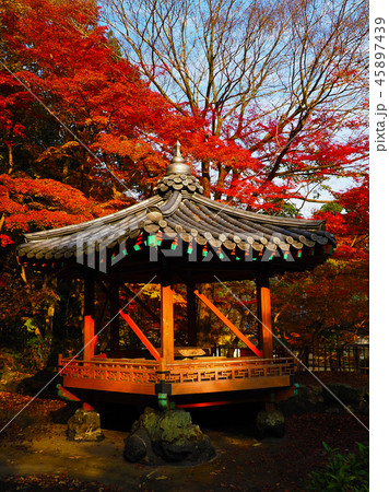 紅葉谷公園(山口県:岩国) 紅葉谷公園(山口県:岩国) 45897439