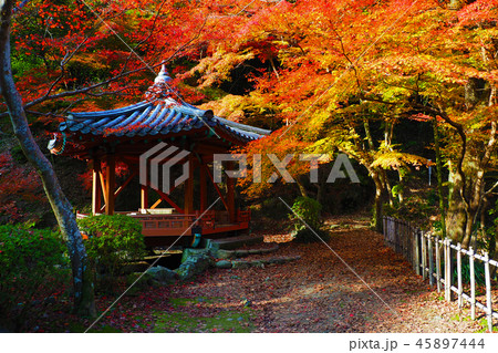 紅葉谷公園(山口県:岩国) 紅葉谷公園(山口県:岩国) 45897444