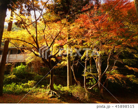 紅葉谷公園（山口県：岩国） 45898515